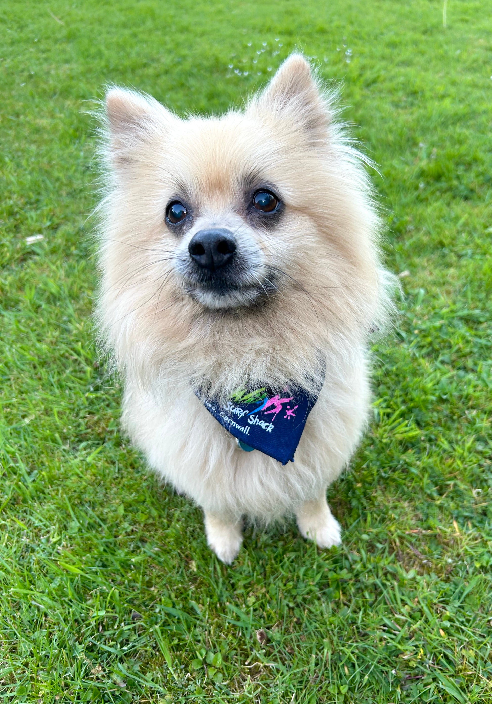 Dog Bandanas