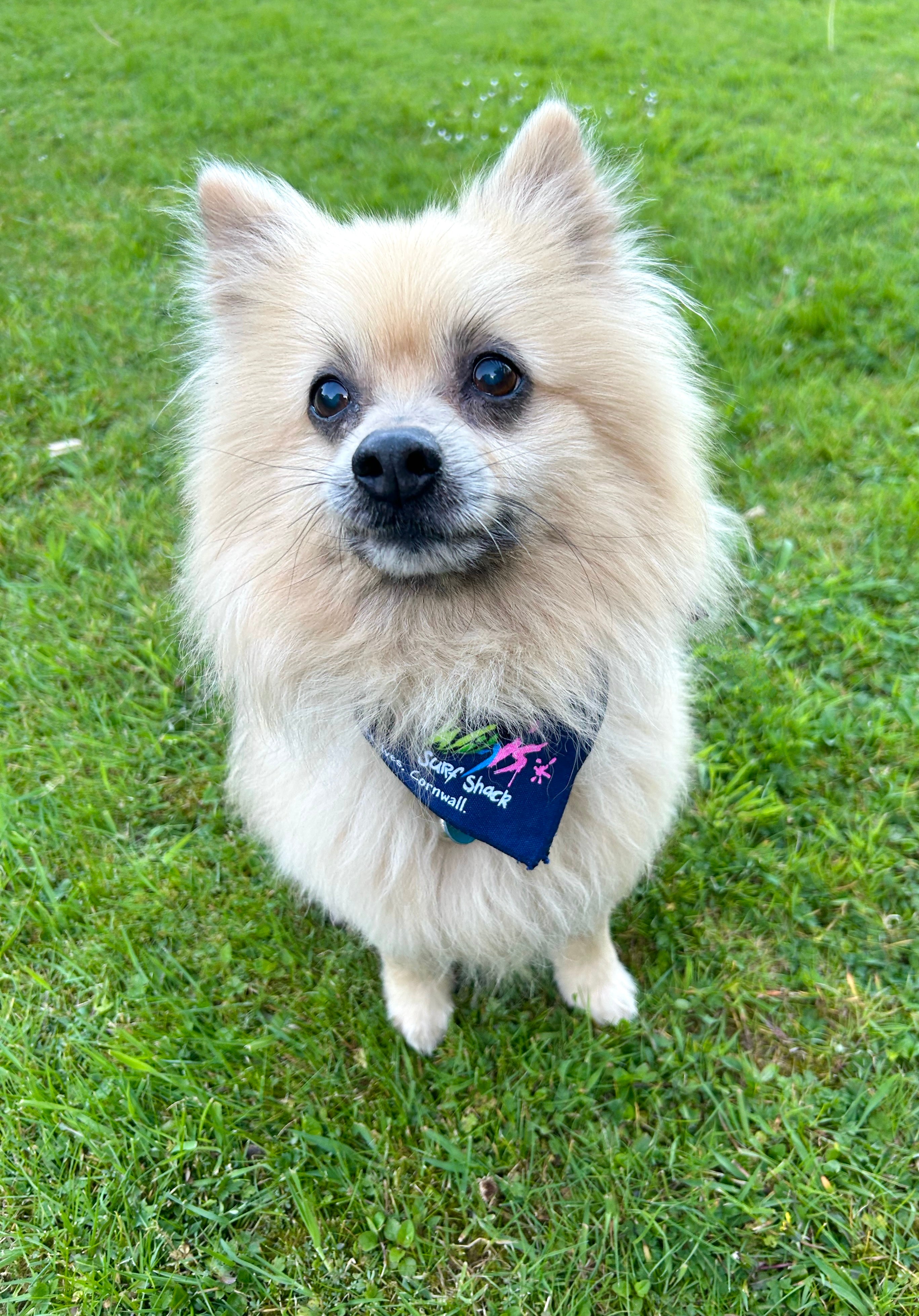 Dog Bandanas