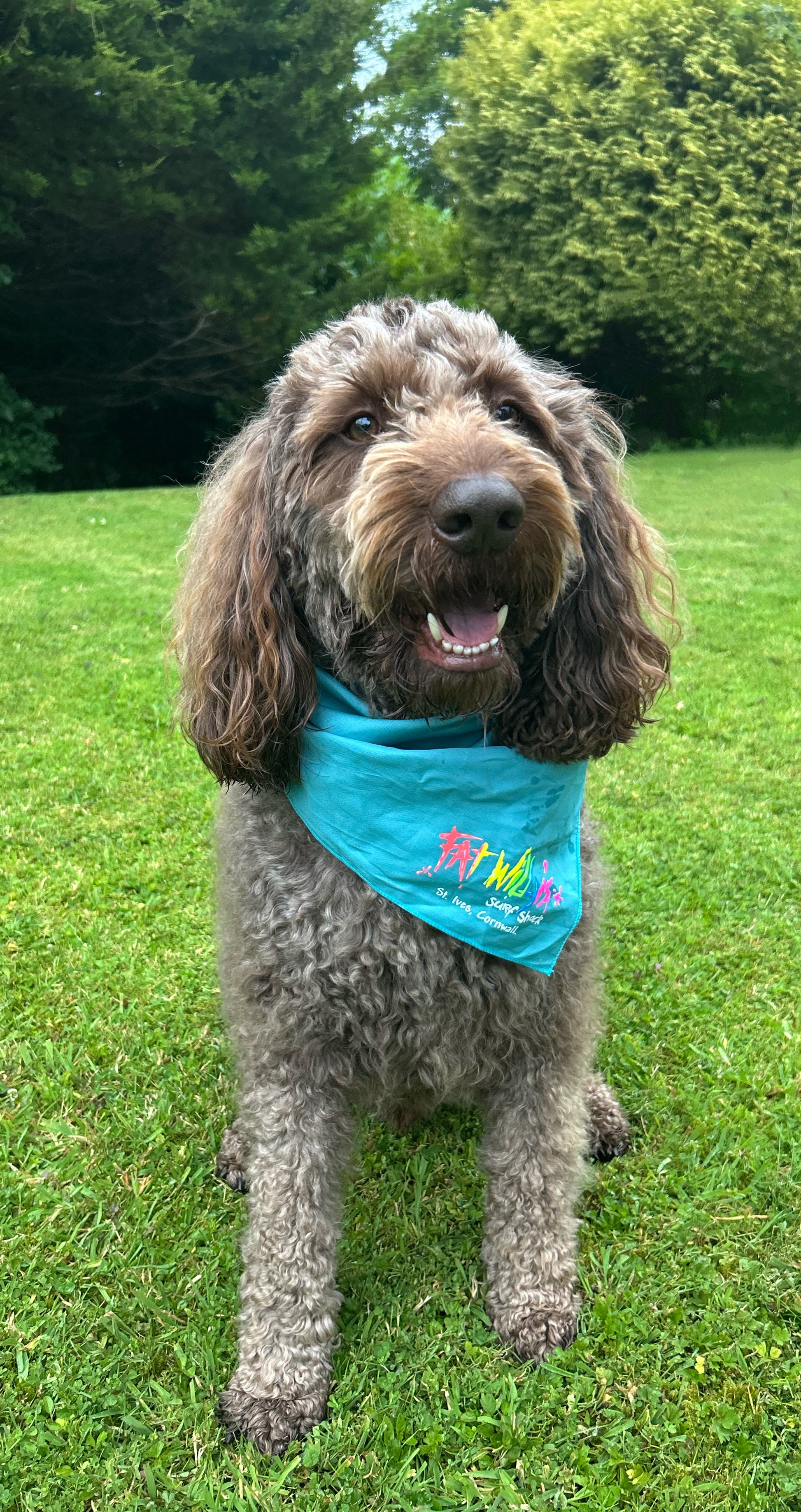 Dog Bandanas