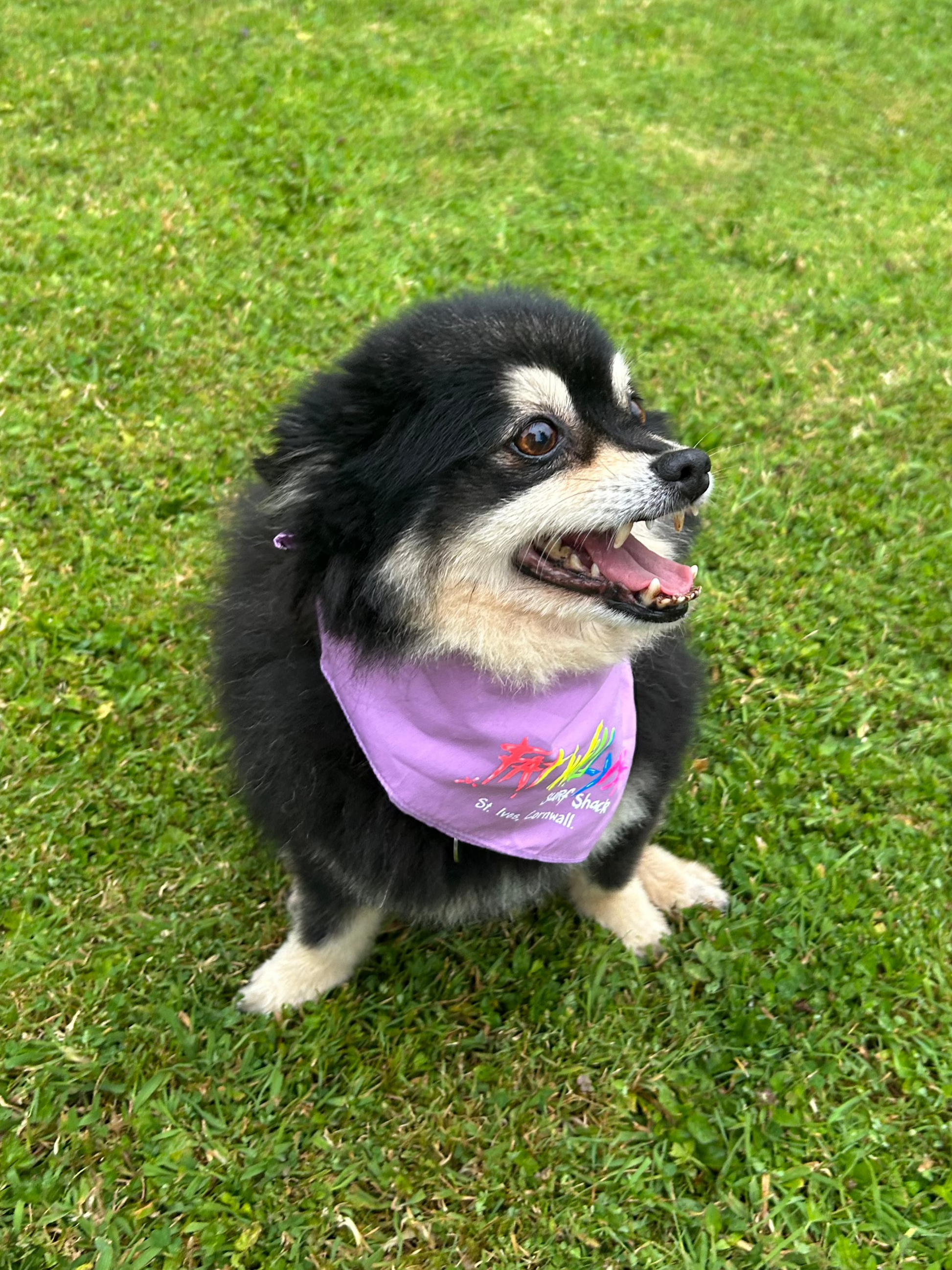 Dog Bandanas