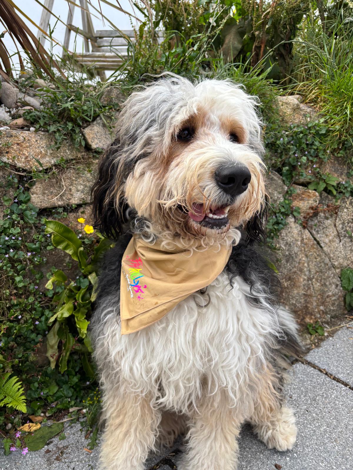 Dog Bandanas